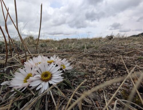 Caveat Emptor [Fresh Listings Newsletter]